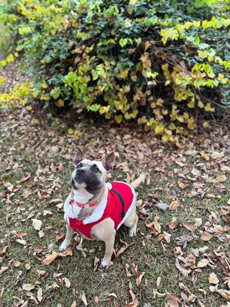 Polly Pocket thumbnail 4