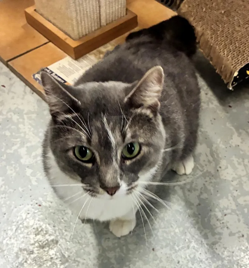 An adult large-sized male Domestic Short Hair cat named Zipper for adoption in Mason City, IA