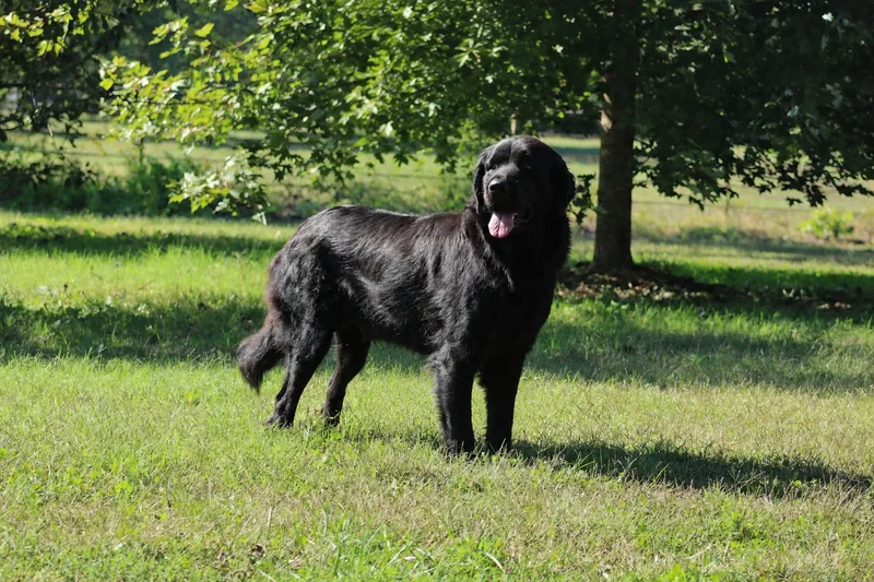 An adult extra large-sized female Newfoundland Dog dog named Betty for adoption in Wagoner, OK