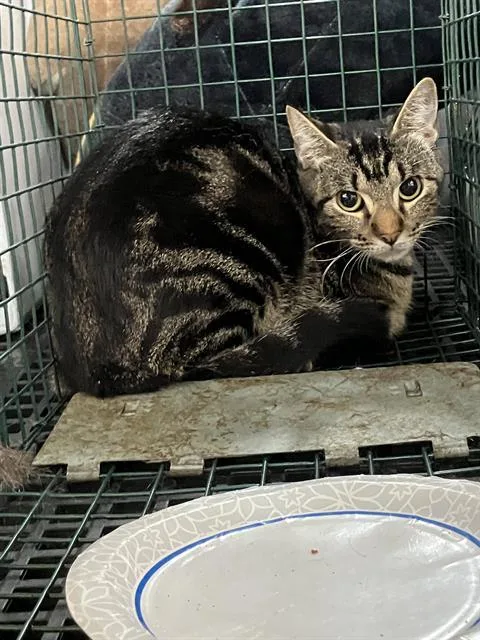 A young medium-sized female Domestic Short Hair cat named Darcy for adoption in Dallas, TX
