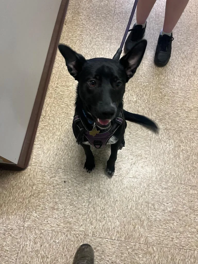 A young large-sized female German Shepherd Dog dog named Sage for adoption in Nacogdoches, TX