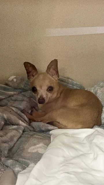 An adult small-sized male Chihuahua dog named Nugget for adoption in East Brookfield, MA