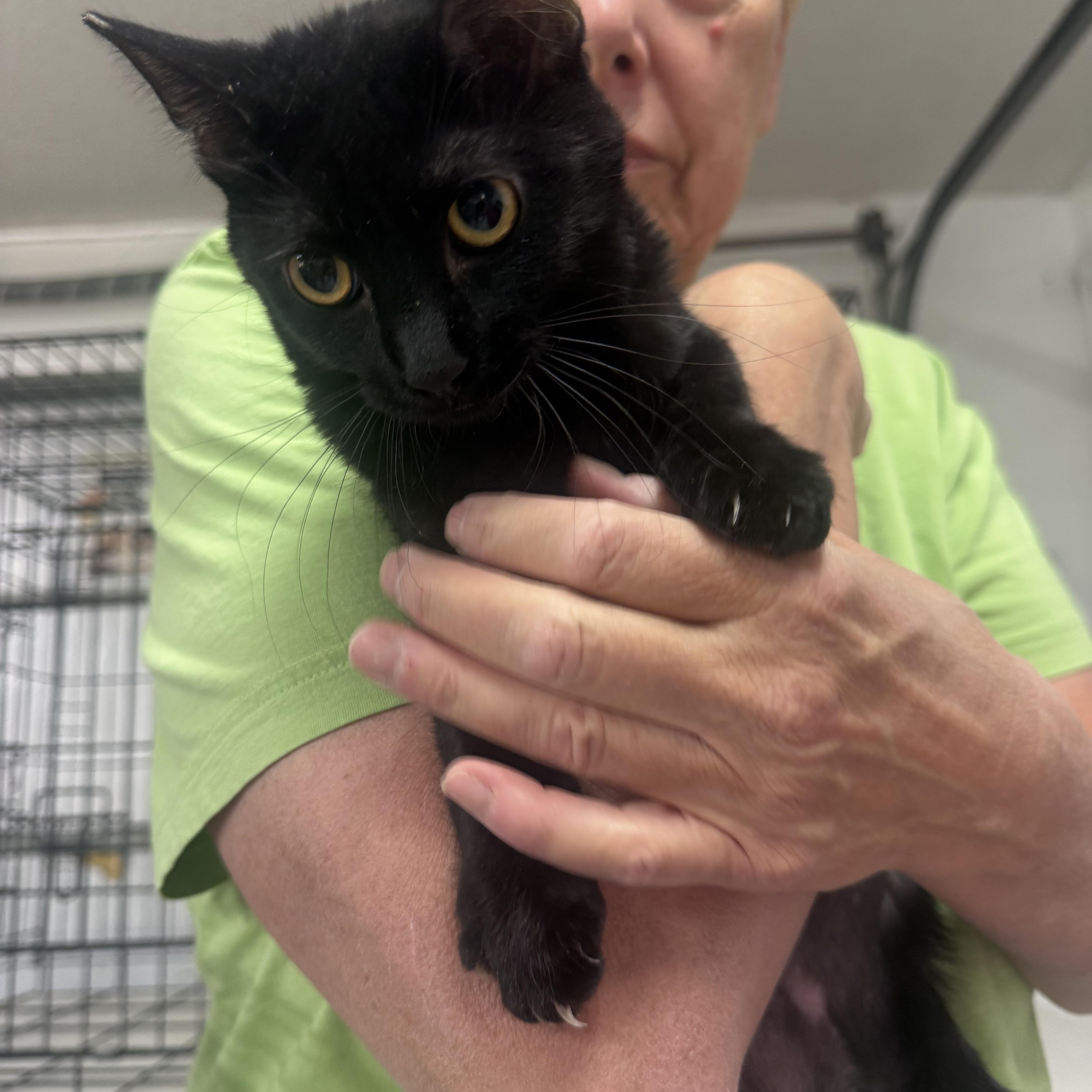 A baby medium-sized female Black Burmese cat named Color Copy for adoption in Las Vegas, NV