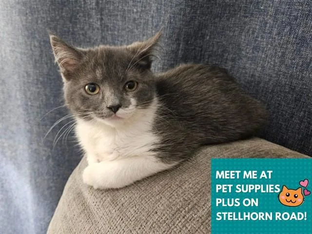 A baby small-sized female Domestic Medium Hair cat named Benji for adoption in Fort Wayne, IN