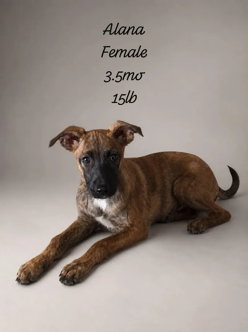 A baby medium-sized female Brindle Boxer dog named Alana Marie for adoption in New York, NY