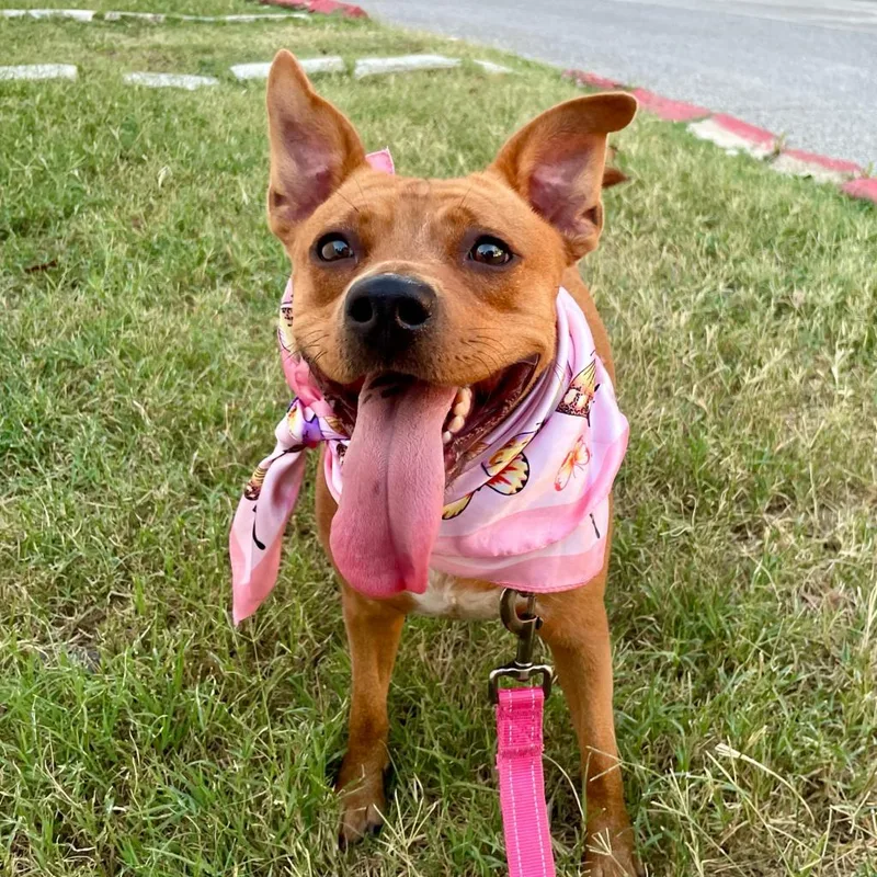 An adult medium-sized female Brown / Chocolate Terrier dog named Ray Ray for adoption in Austin, TX