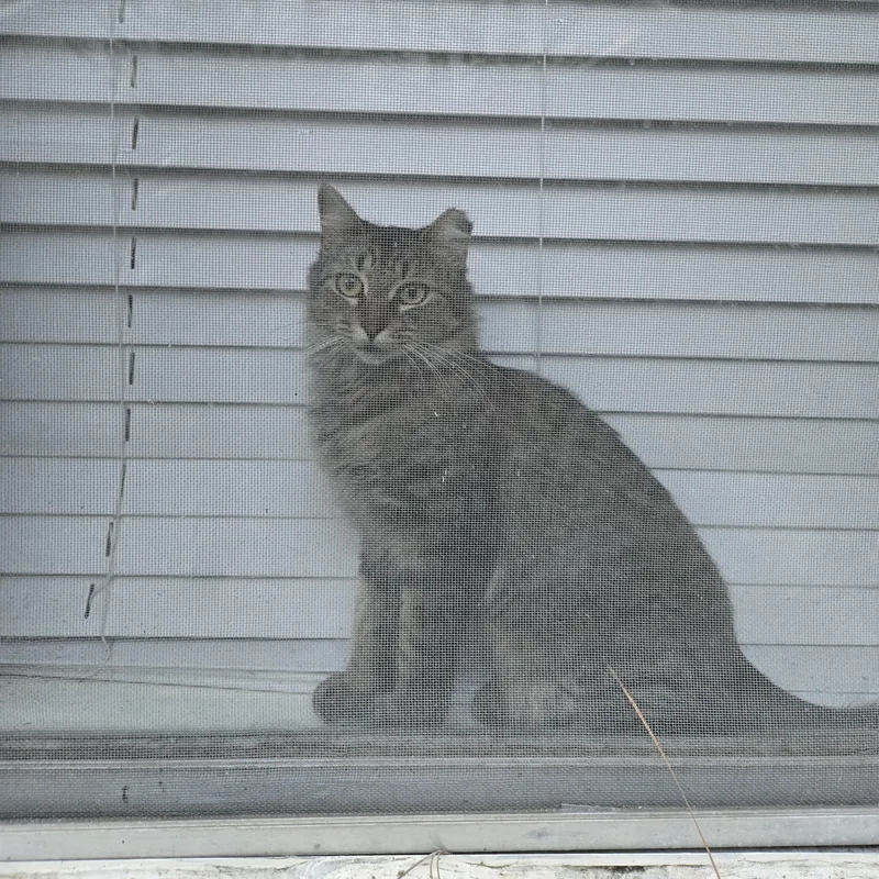 An adult medium-sized female Tabby (Brown / Chocolate) Domestic Medium Hair cat named Pebbles for adoption in Liverpool, TX