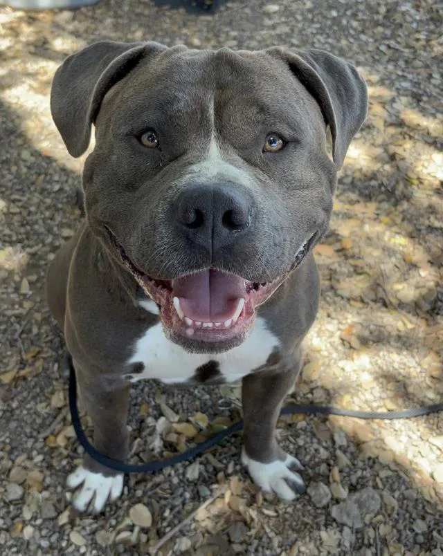 A young large-sized male American Bulldog dog named Porkchopteddy for adoption in Santa Barbara, CA