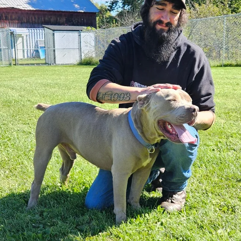 An adult large-sized male Gray / Blue / Silver Mixed Breed dog named Karl for adoption in Oneonta, NY