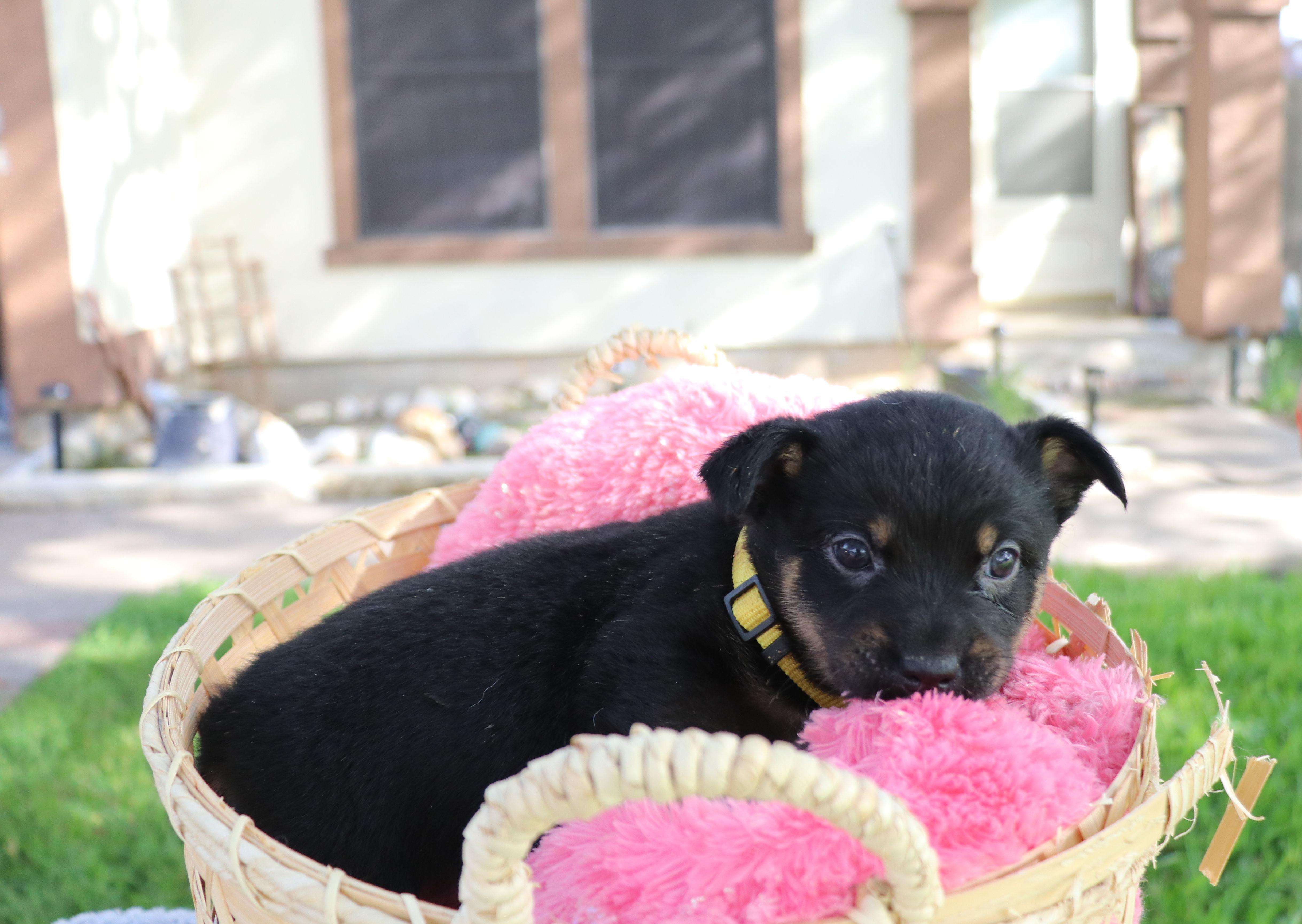 A baby medium-sized male Tricolor (Brown, Black, & White) Mixed Breed dog named Pride for adoption in Pflugerville, TX