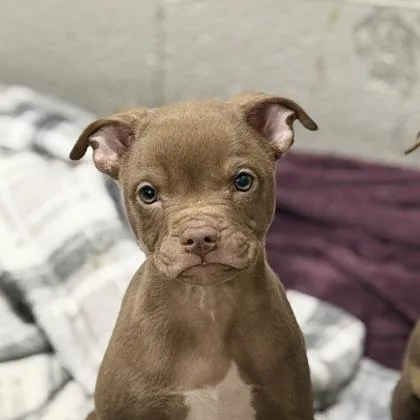 A baby medium-sized female Pit Bull Terrier dog named Brain for adoption in Sacramento, CA