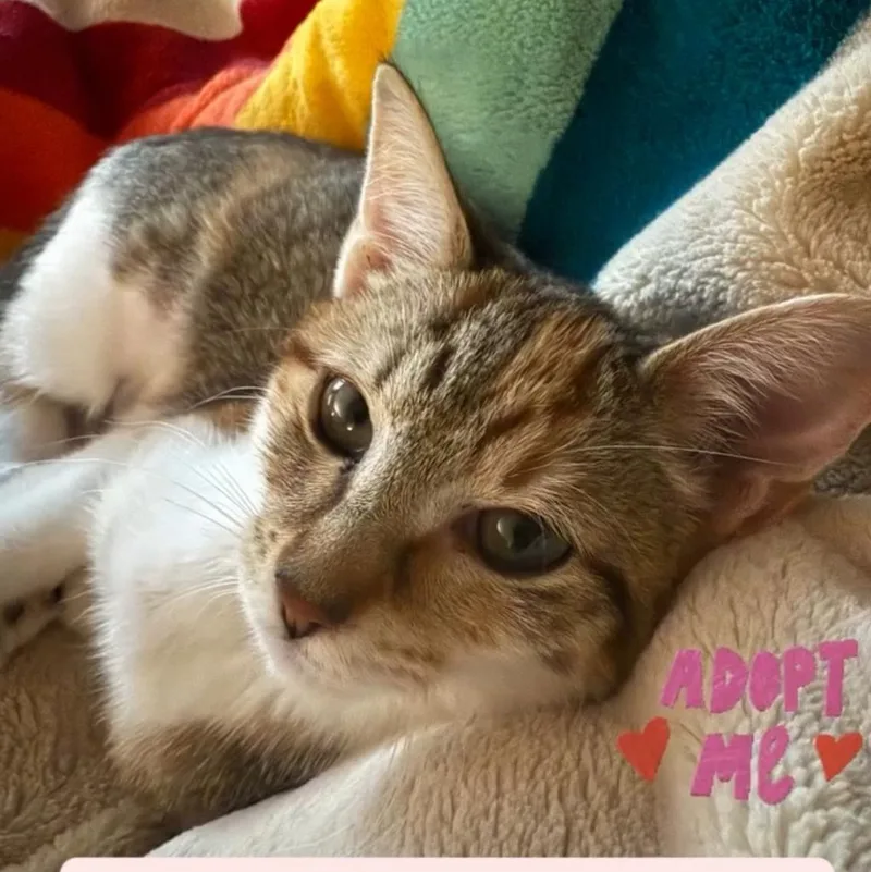 Tweak  Athens  thumbnail 2