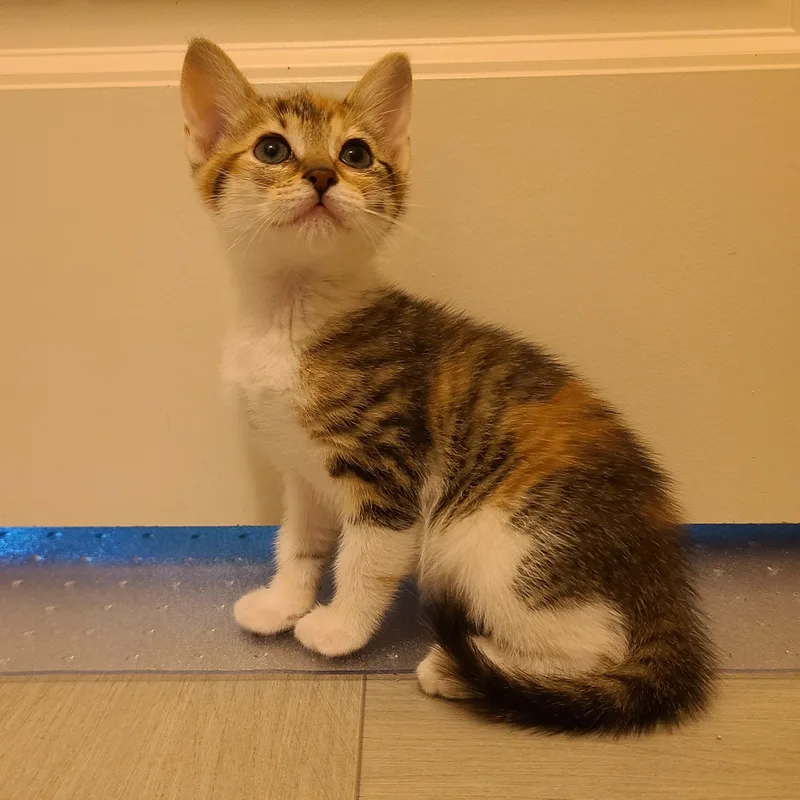 Tweak  Athens  thumbnail 3