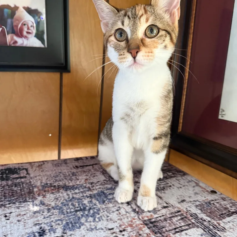 Tweak  Athens  thumbnail 6