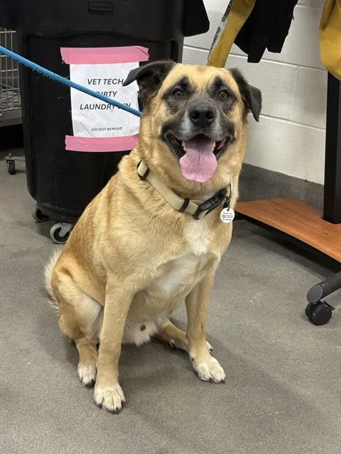 An adult large-sized male German Shepherd Dog dog named Toby for adoption in Upper Marlboro, MD