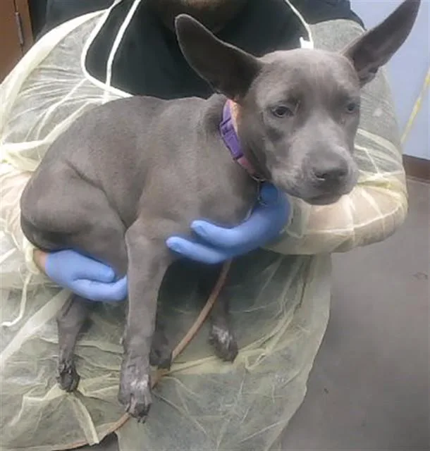 A young large-sized female Pit Bull Terrier dog named Tiff for adoption in Phoenix, AZ