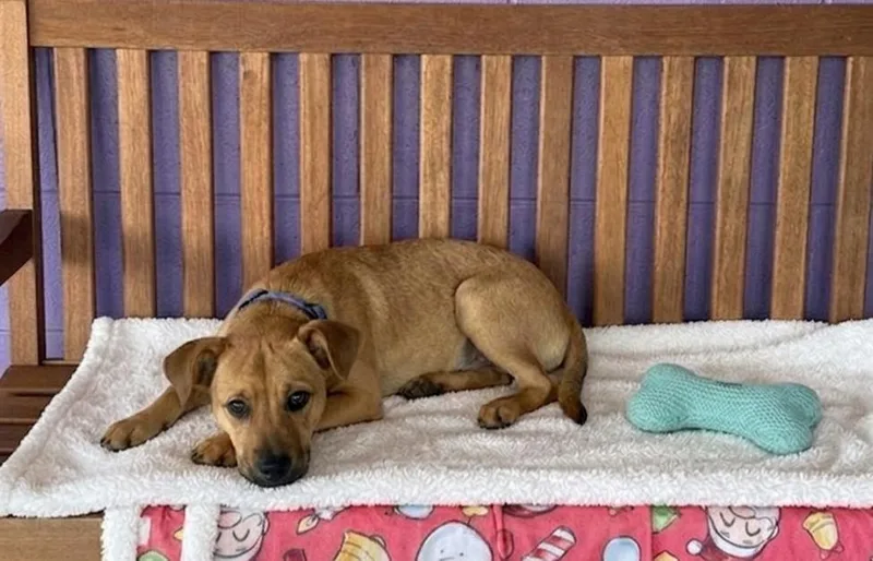 A baby medium-sized female Shepherd dog named Sandy for adoption in North Prairie, WI