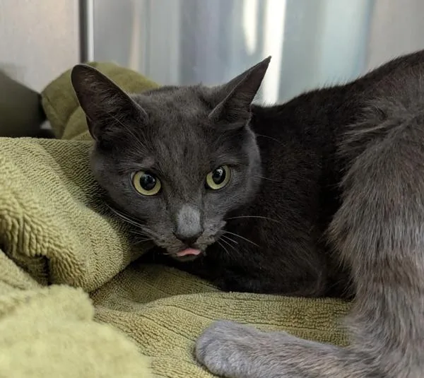 An adult medium-sized female Domestic Short Hair cat named Lulu for adoption in San Diego, CA