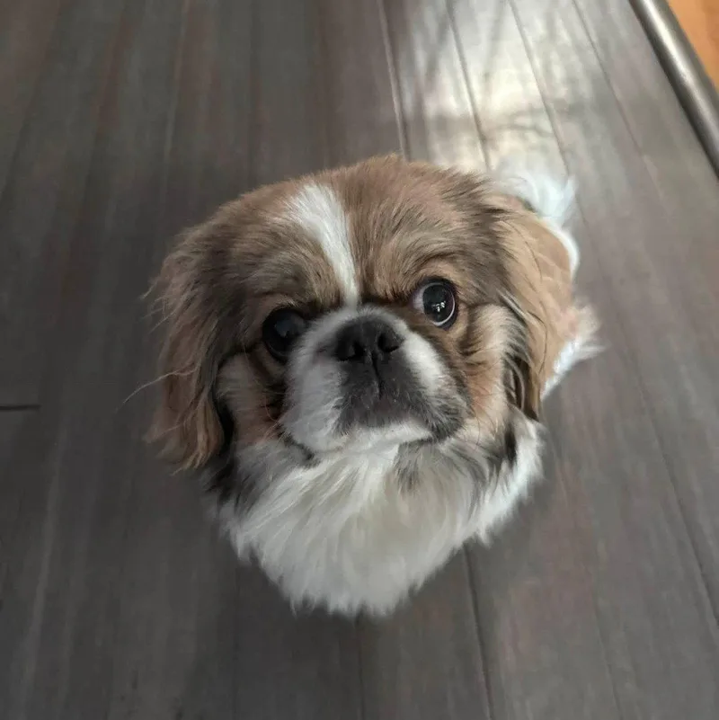 A young small-sized male Pekingese dog named Maui for adoption in Wheaton, IL