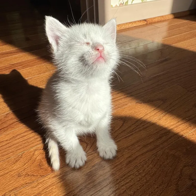 A baby small-sized male White Domestic Short Hair cat named Helios for adoption in Los Angeles, CA