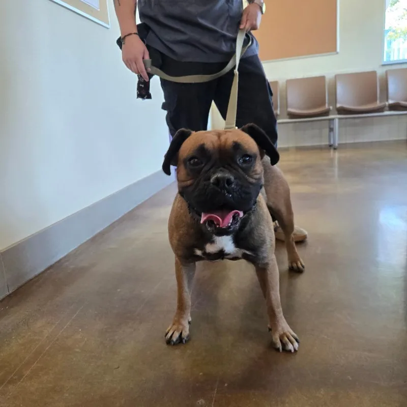 An adult medium-sized male Brown / Chocolate Boxer dog named Tim Curry for adoption in Albuquerque, NM