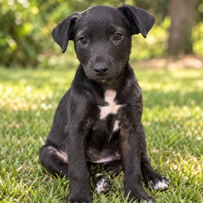 A baby medium-sized male Black Mixed Breed dog named Poor Judgement for adoption in Cranston, RI