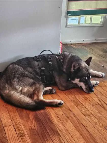 An adult large-sized male Husky dog named Ozzy for adoption in Sevierville, TN