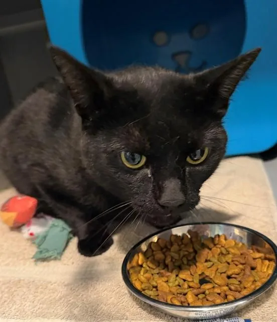 An adult medium-sized male Domestic Short Hair cat named Frank for adoption in Leesburg, VA