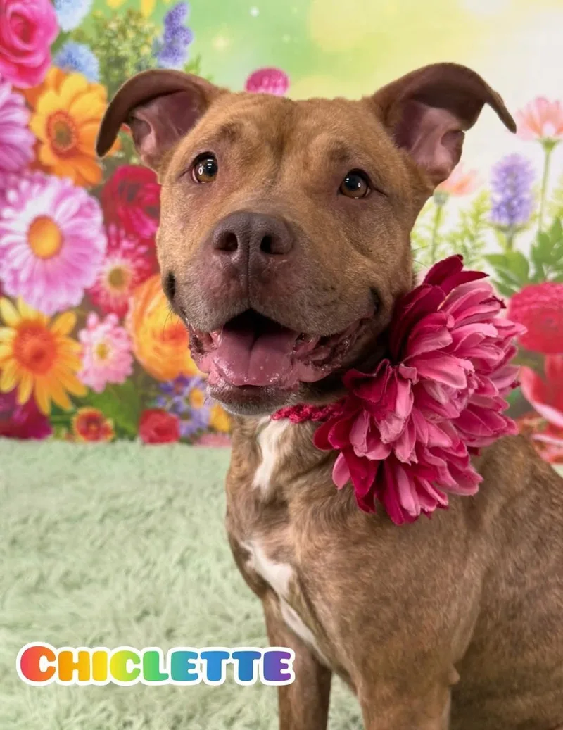 An adult medium-sized female Brindle Mixed Breed dog named Chiclette for adoption in Flint, MI