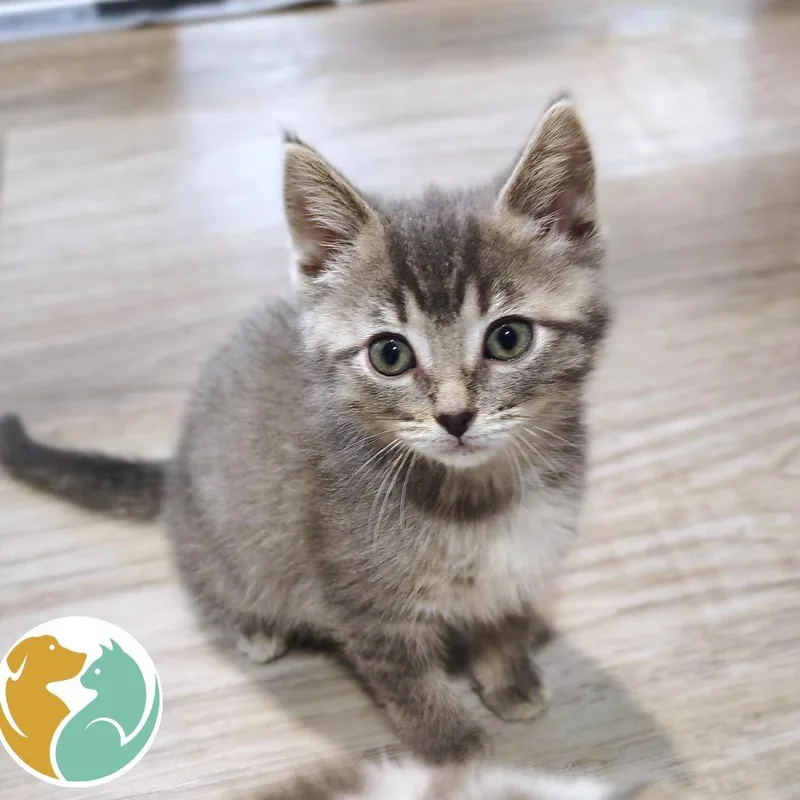 A baby small-sized female Gray / Blue / Silver Domestic Short Hair cat named Angel for adoption in Toledo, OH