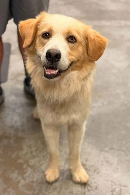 An adult medium-sized male Border Collie dog named Sunny for adoption in Bowling Green, KY