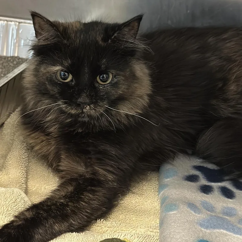 An adult medium-sized female Tortoiseshell Domestic Medium Hair cat named Scarlett for adoption in Matteson, IL