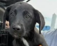 A young large-sized female Labrador Retriever dog named Violet for adoption in Kansas City, MO