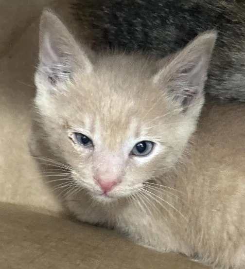 A baby medium-sized male Domestic Short Hair cat named Phoenix for adoption in Dallas, TX