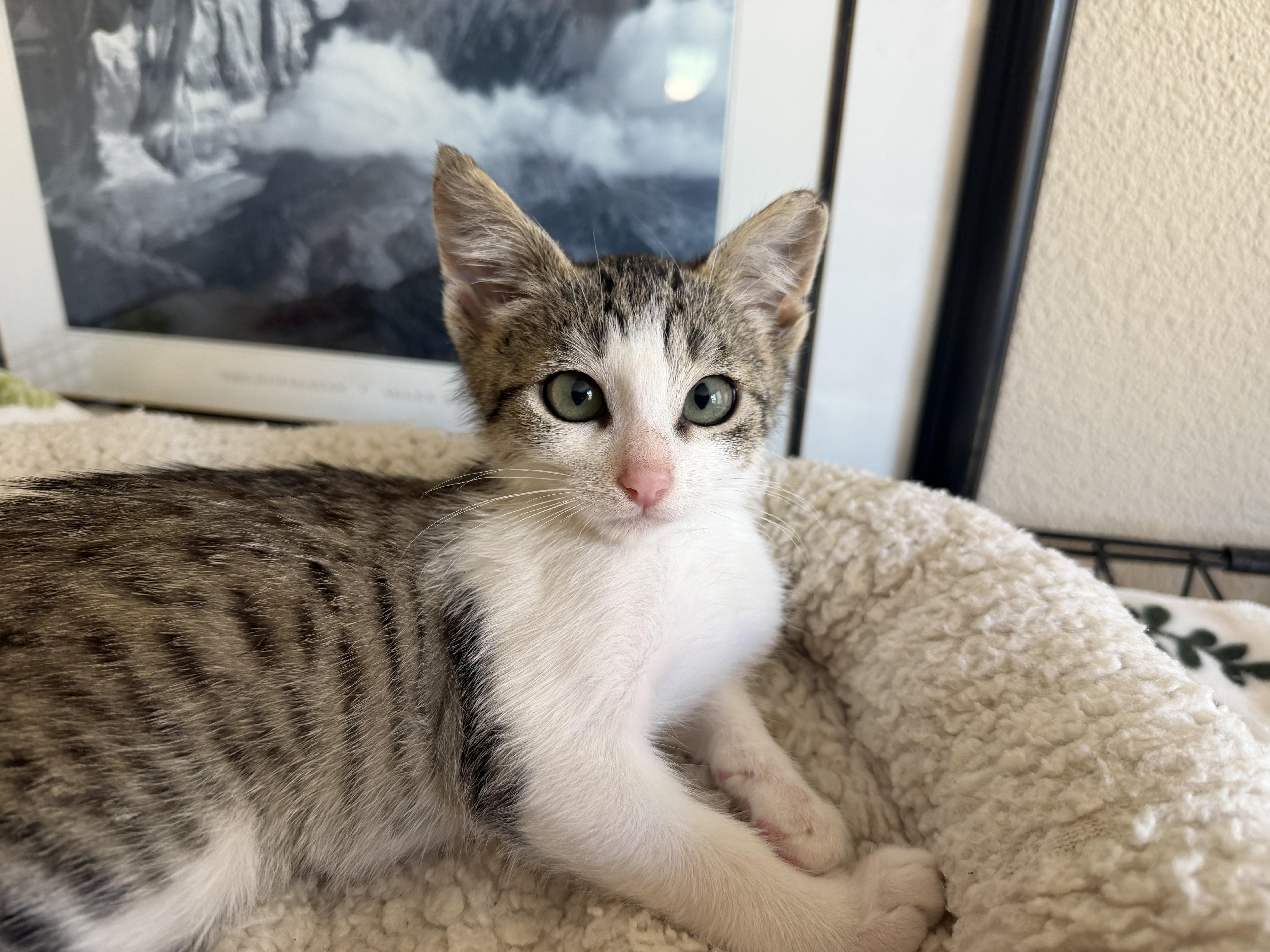 A baby medium-sized male Gray / Blue / Silver Domestic Short Hair cat named Xander for adoption in Gilroy, CA