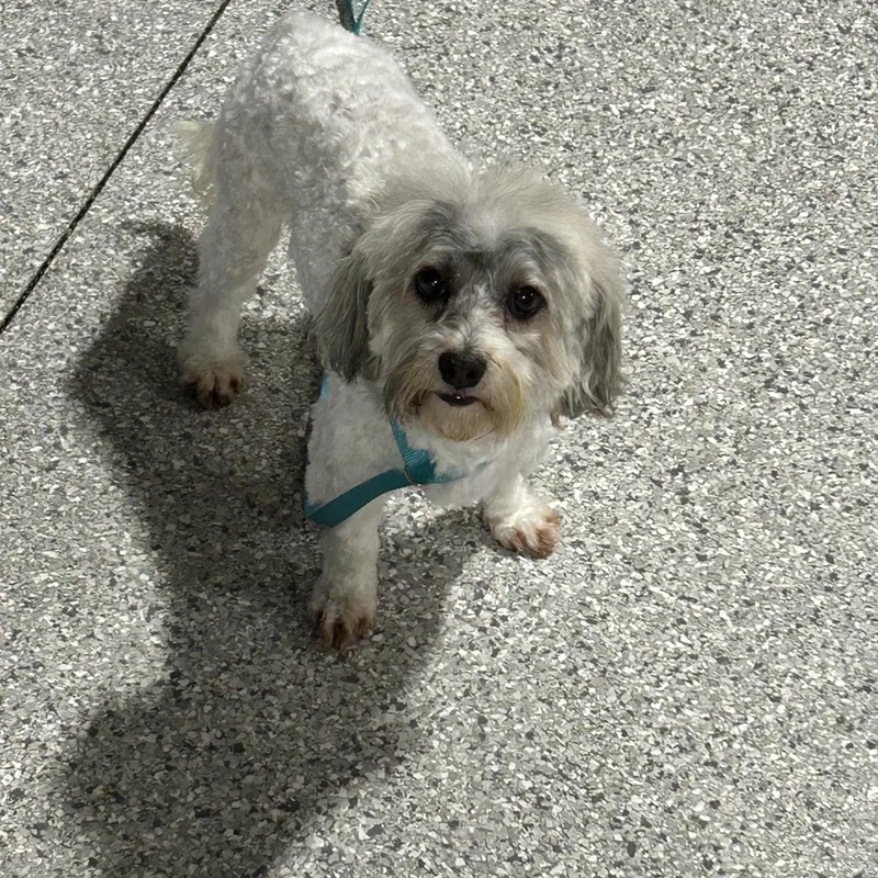 An adult small-sized male Gray / Blue / Silver Havanese dog named Henry. Lbs for adoption in Antwerp, OH