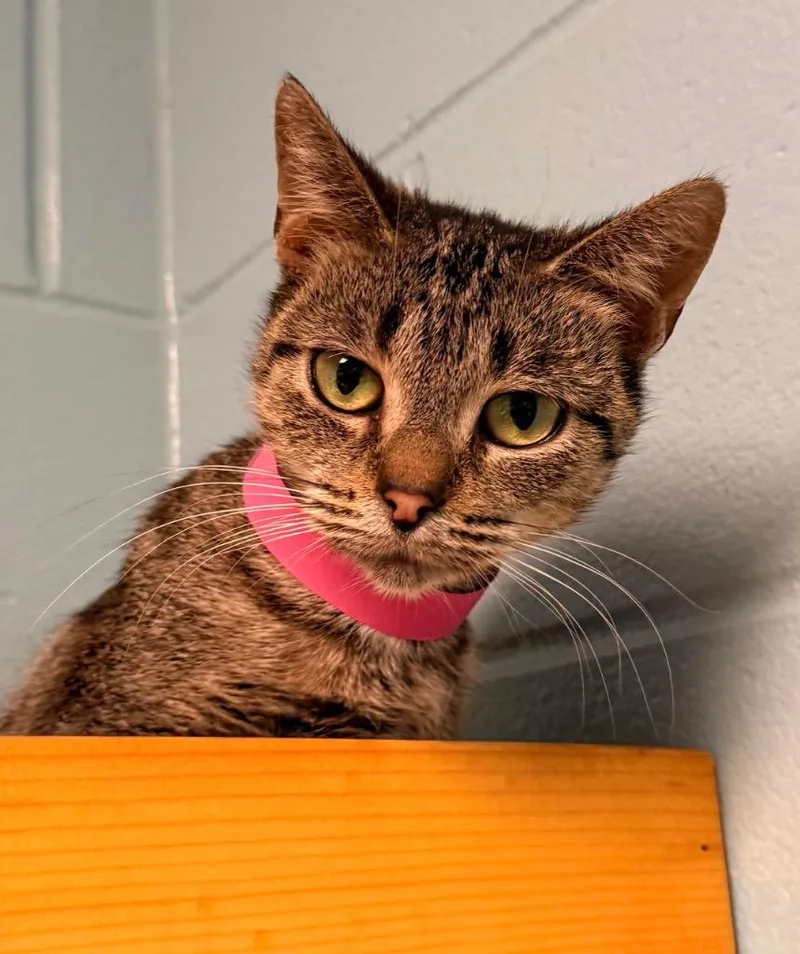 A young medium-sized female Domestic Short Hair cat named Madonna for adoption in Defiance, OH