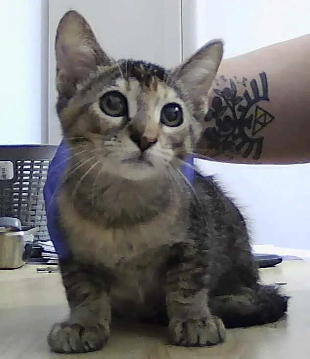 A baby small-sized female Domestic Short Hair cat named Sandy for adoption in Anoka, MN