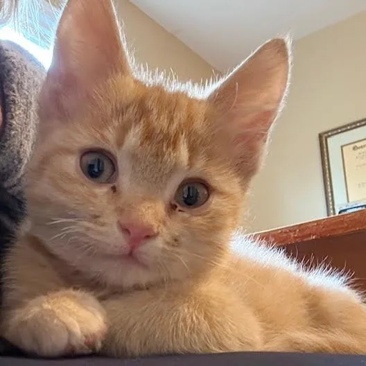 A young small-sized male Domestic Short Hair cat named Arnie for adoption in Cumming, GA