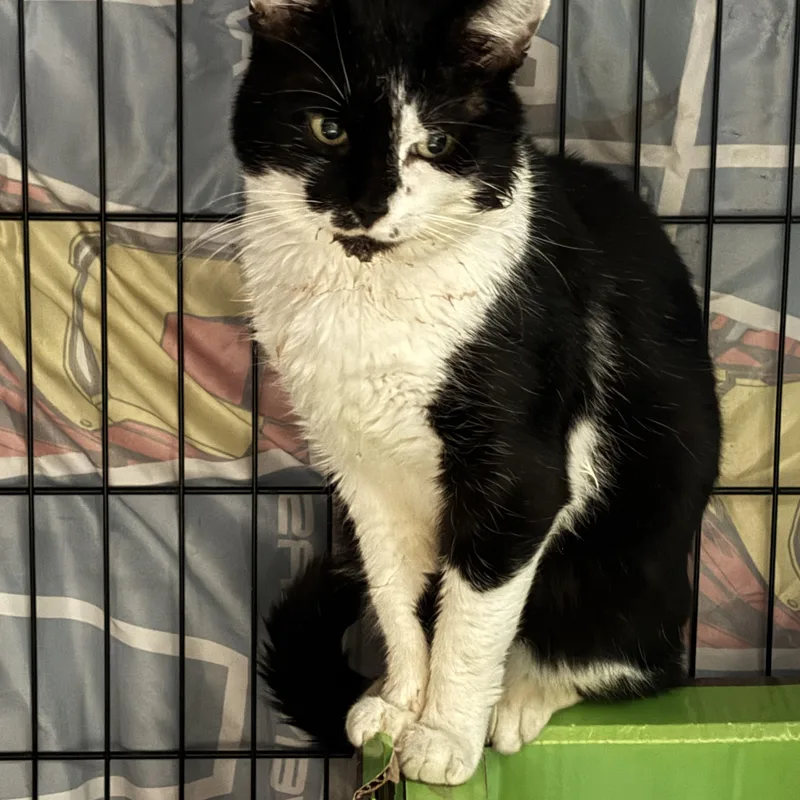 An adult medium-sized male Black & White / Tuxedo Domestic Short Hair cat named Doobie for adoption in Pittsburgh, PA