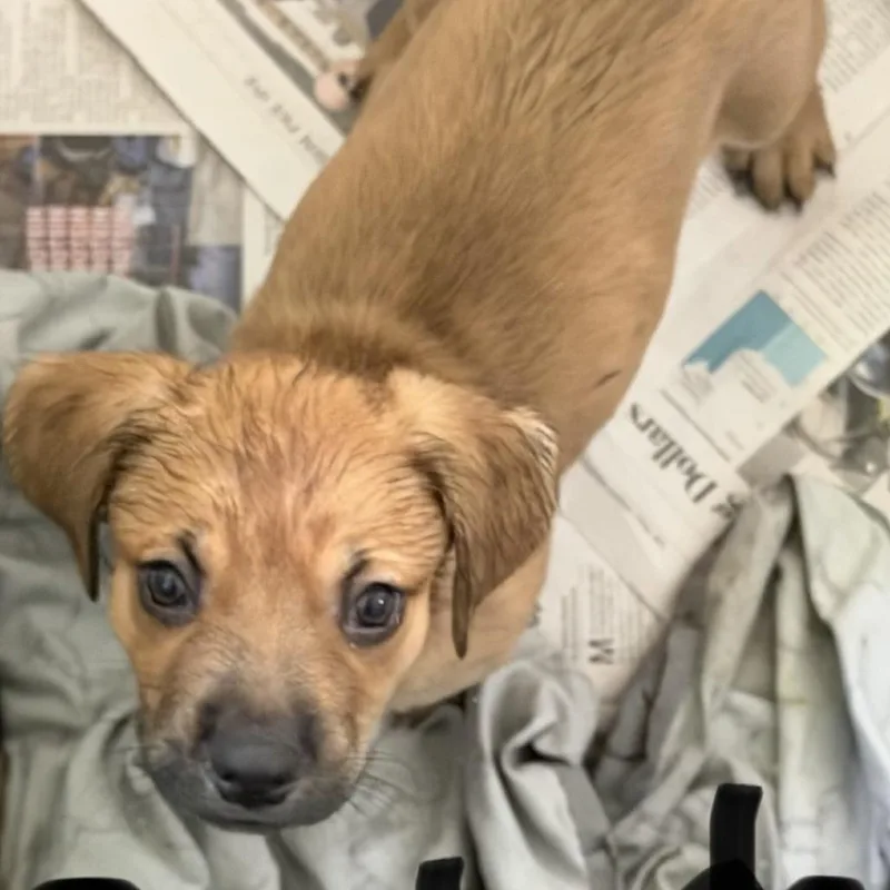 A baby medium-sized female Brown / Chocolate Yellow Labrador Retriever dog named NY Ainsleigh Avail Jul for adoption in Stormville, NY