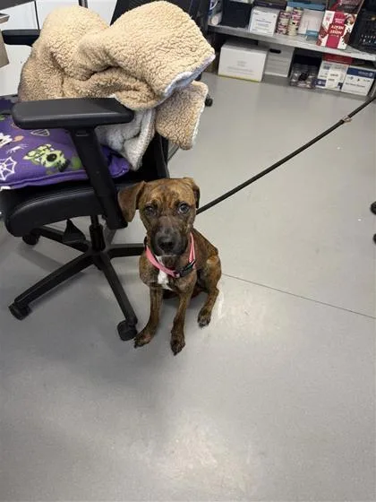 An adult medium-sized female Mixed Breed dog named Lily for adoption in West Chester, PA