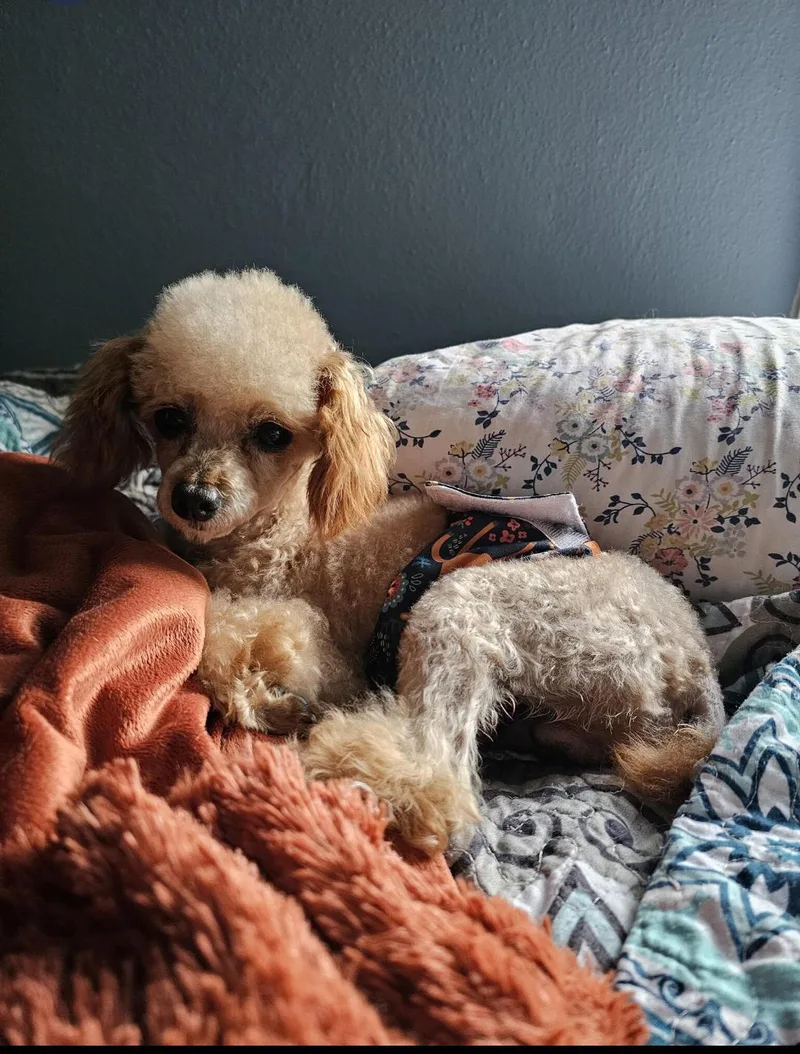 An adult small-sized male Poodle dog named Jack for adoption in Sioux Falls, SD