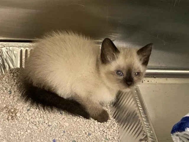 A baby small-sized female Siamese cat named Cabbage for adoption in Tustin, CA