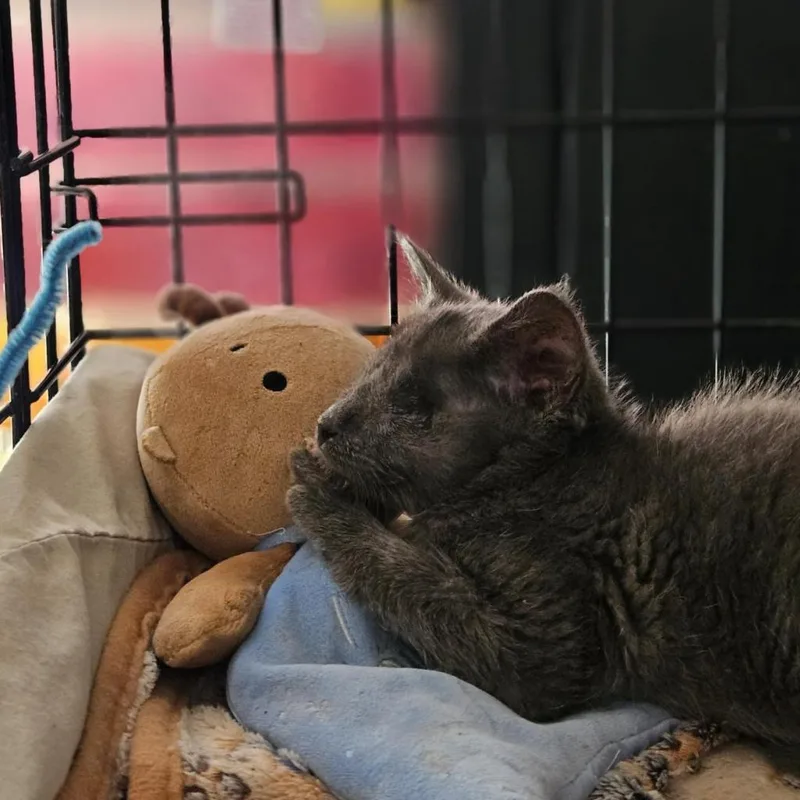 An adult medium-sized female Gray / Blue / Silver Domestic Medium Hair cat named Einstein for adoption in Roanoke, VA