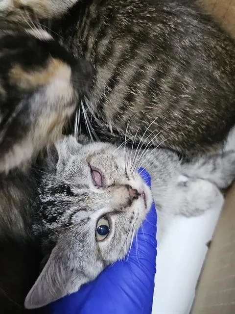 A baby medium-sized female Domestic Short Hair cat named Latte for adoption in Dallas, TX