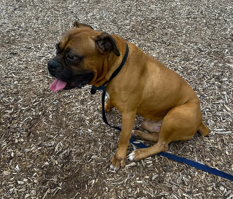 A senior medium-sized male Yellow / Tan / Blond / Fawn Boxer dog named Jeezy for adoption in Hewitt, TX