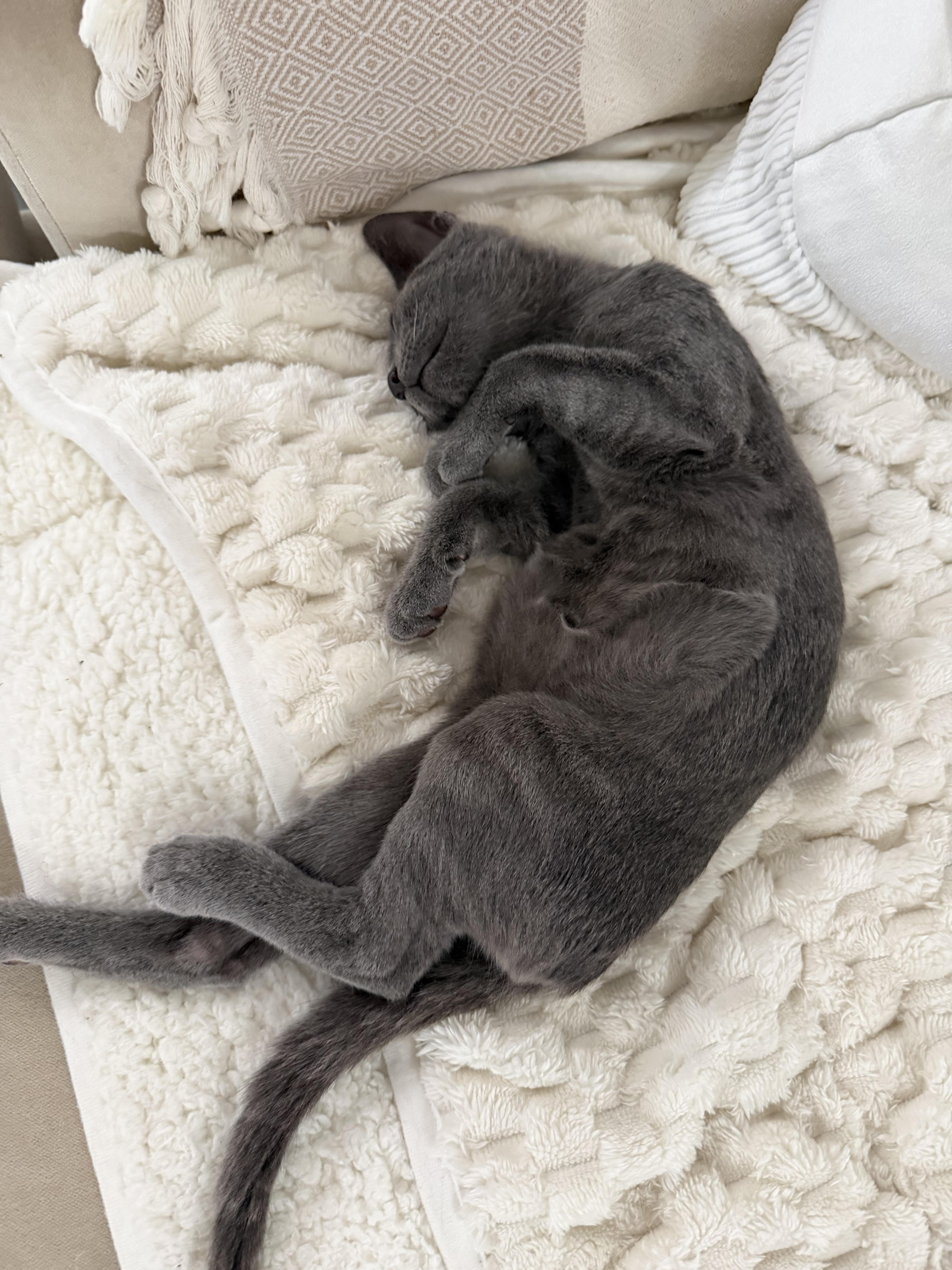 A baby large-sized male Gray / Blue / Silver Russian Blue cat named Smokey for adoption in Venice, CA