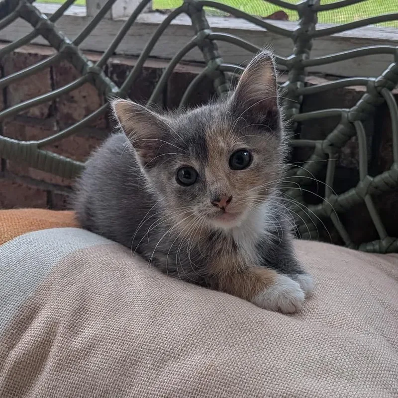 Bella Trix