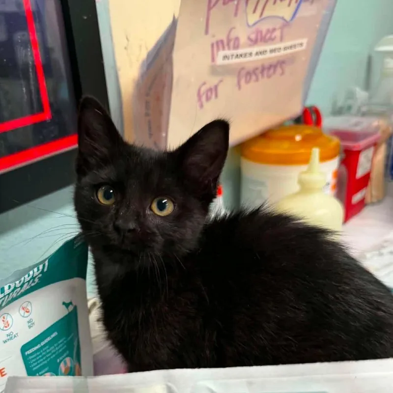 A baby small-sized male Black Domestic Short Hair cat named Tater Tot for adoption in Edwardsville, IL